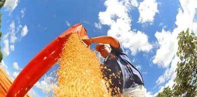 Produção de carne suína e de frango baterá recorde em 2026 - Imagem do artigo original
