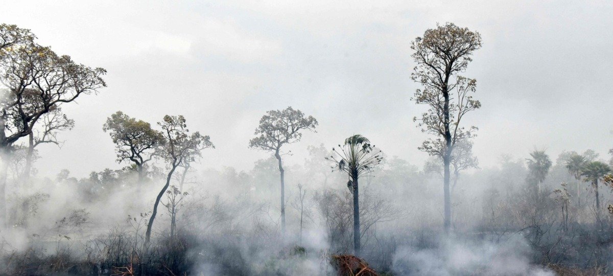 Pantanal em perigo: incêndios e perda de água ameaçam bioma - Imagem do artigo