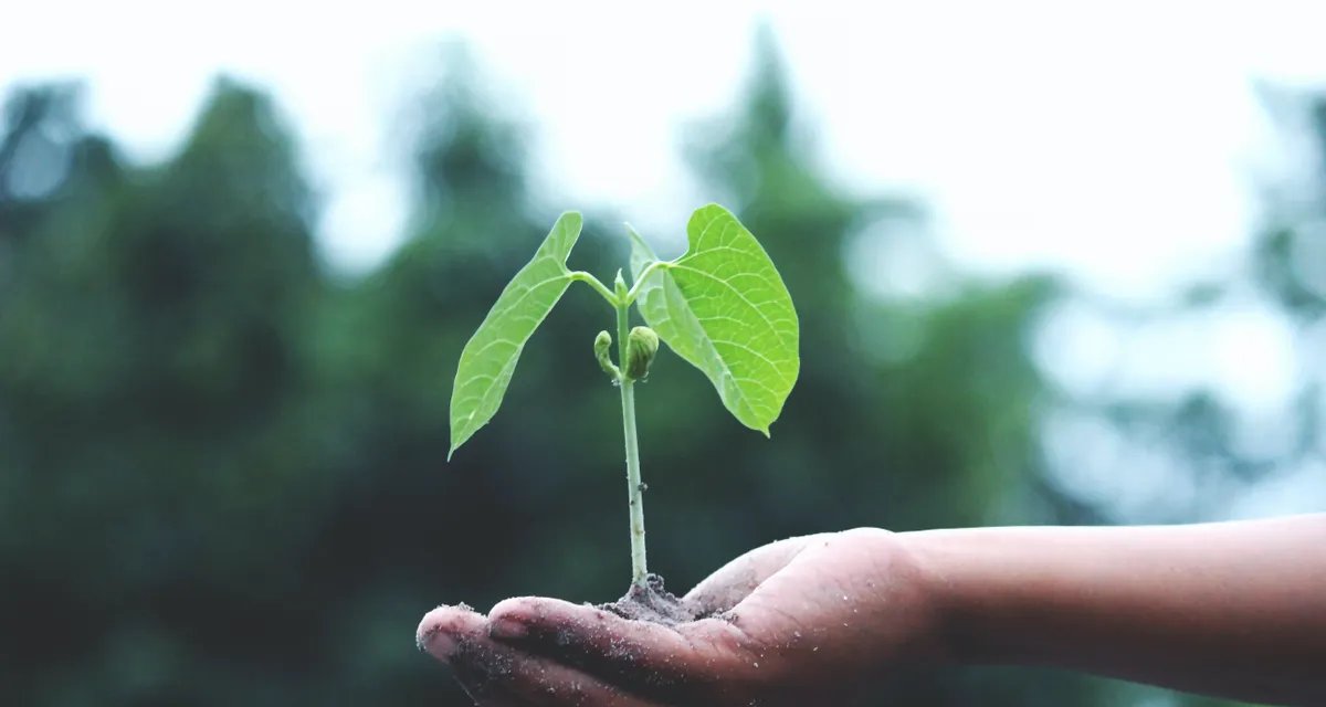 Green bonds do Tesouro têm demanda acima de US$ 6,5 bi - Imagem do artigo