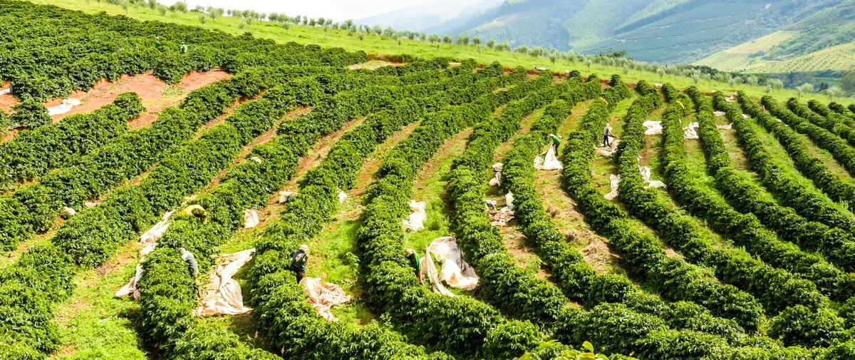 Subvenção do seguro rural terá novo modelo a partir de 2026 - Imagem do artigo