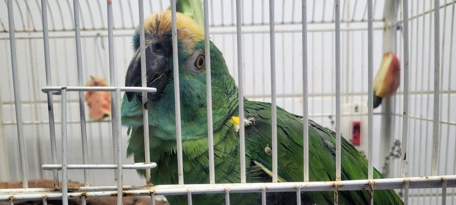 Tráfico de animais silvestres desafia reabilitação no Brasil - Imagem do artigo