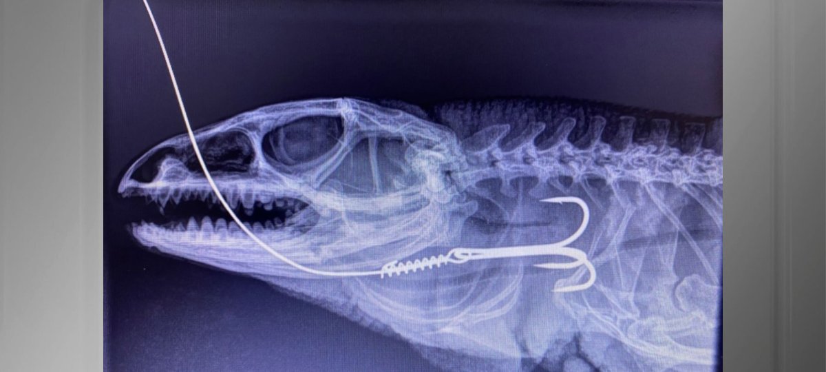 Lagarto teiú morre após cirurgia para retirar anzol - Imagem do artigo