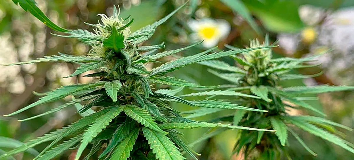 Pesquisa sobre cannabis no Brasil enfrenta 481 barreiras - Imagem do artigo