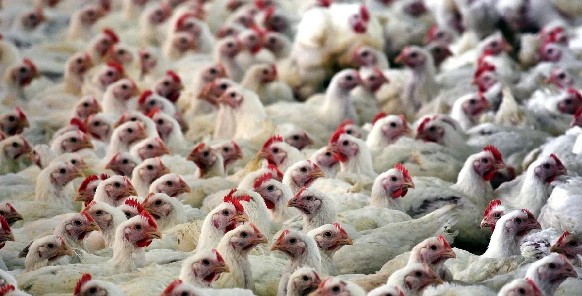 China retoma compra de carne de frango do RS após controle - Imagem do artigo