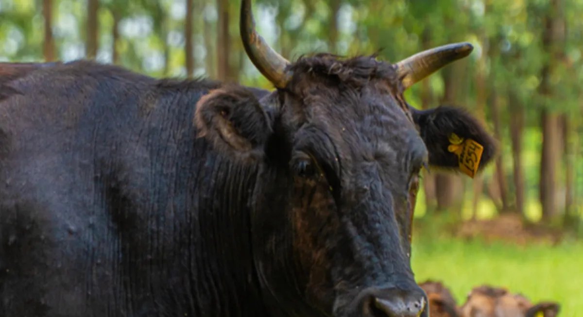 Carne Wagyu impulsiona produção premium no Brasil - Imagem do artigo